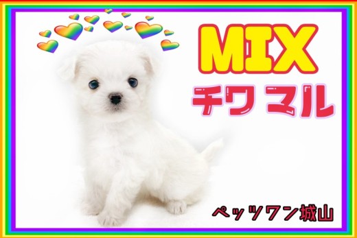 【 MIX 】ちっちゃくたって度胸満点、ホワイトカラーのチワマルちゃん