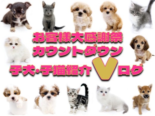 【 お知らせ 】お客様大感謝祭カウントダウン3！子犬・子猫の最新動画を大公開！