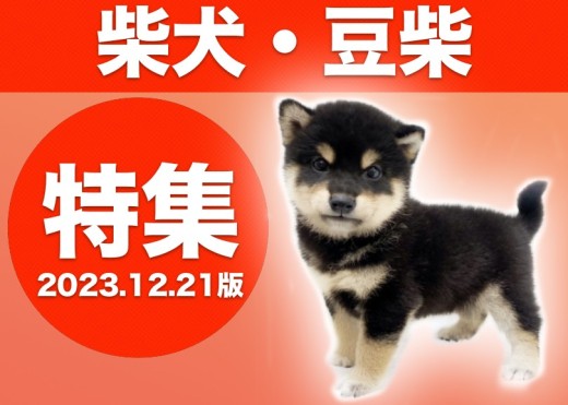 【 柴犬・豆柴特集 】12/21現在在店中の全店舗の柴犬・豆柴ちゃんをご紹介！