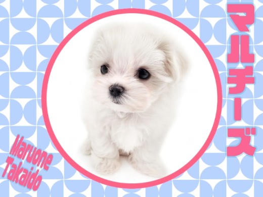 【 マルチーズ 】世界最古の小型犬!生粋のアイドルワンコ!