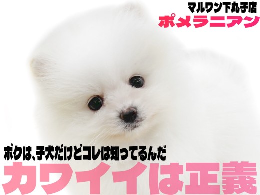 【 ポメラニアン 】天下無双の圧倒的かわいさを誇る白系ポメラニアンのお出まし!