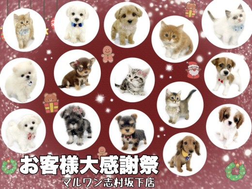 【 お知らせ 】マルワン志村坂下店お客様大感謝祭開催中！全頭紹介！