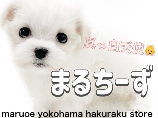 【 マルチーズ 】小さな天使降臨！見た目も中身もプレミアム級な女の子