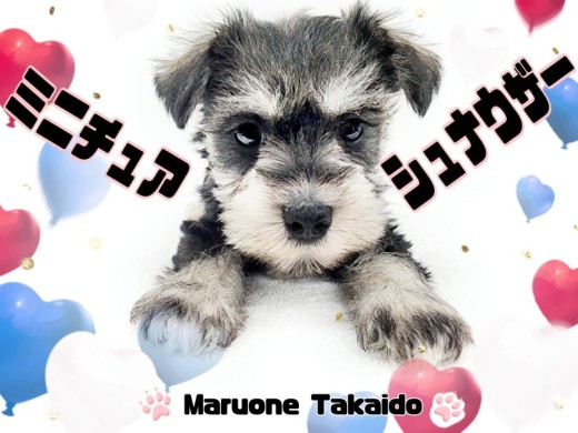 【 ミニチュアシュナウザー 】愛情たっぷり!最高の家庭犬!