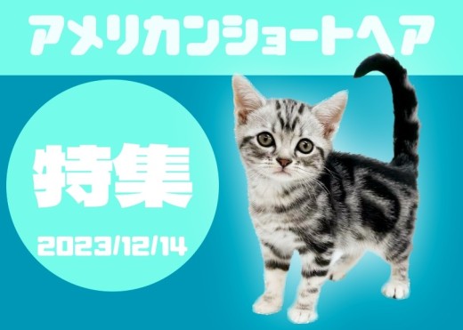 【 アメショ特集 】12/14現在の全店舗の遊び好きなシマシマキャットをご紹介！