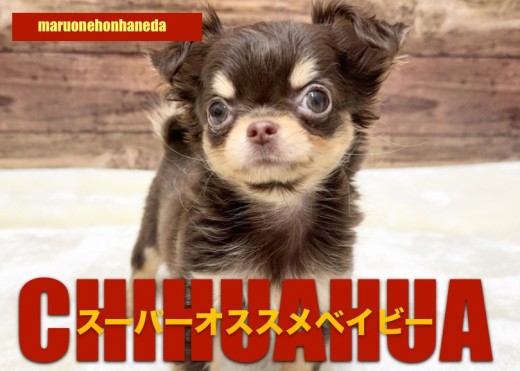 【 チワワ 】生後3か月でトレーニングも順調！チョコタンちーちゃんの成長記！