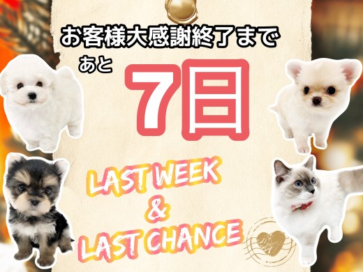 【 年内ラストチャンス 】見逃し厳禁！マルワン東川口店のスペシャルパピーをご紹介