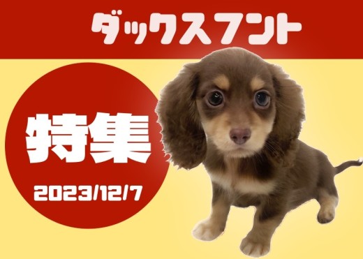 【 ダックスフント特集 】12/7現在全店舗のよちよち歩きの短足ダックスフント！