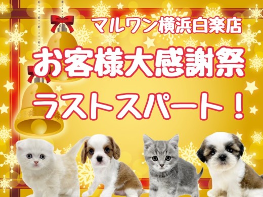 【 お知らせ 】大感謝祭ラストスパート！2023年最後の素敵な出会いをお手伝い！