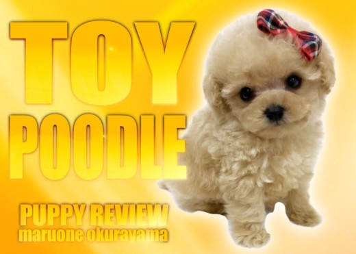 【 トイプードル 】生後2ヶ月415gの小さめサイズのアプリコットの男の子！