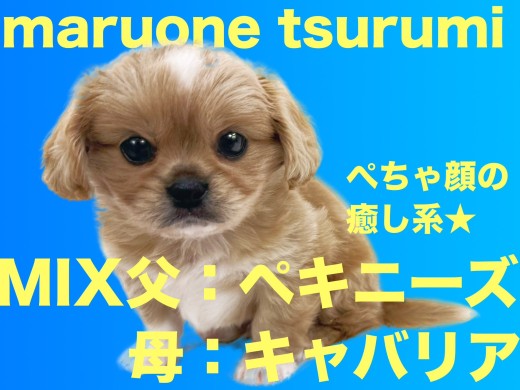 【 MIX 】とても希少なMIXペキキャバちゃん(ペキニーズ☓キャバリア)!