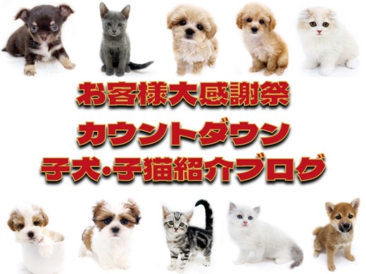 【 お知らせ 】お客様大感謝祭カウントダウン5！子犬・子猫紹介！現在の写真付き！