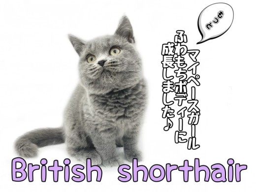 【 ブリティッシュショートヘア 】 マイペースガールふわもちボディに成長しました