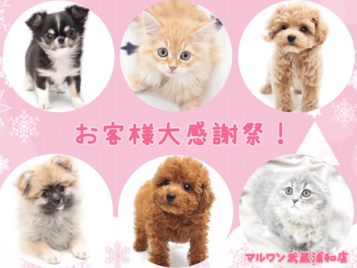 【 お知らせ 】マルワン武蔵浦和店お客様大感謝！残り4日！子犬子猫紹介！