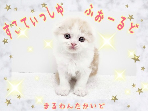 【 スコティッシュフォールド 】理想の可愛さ!カフェオレカラーの大福フェイス!