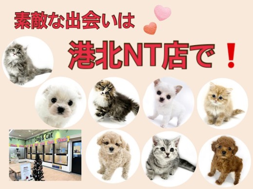 【 お知らせ 】お客様大感謝祭残り6日！素敵な出会いを港北NT店で