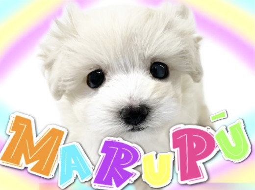 【 MIX 】マルチーズとトイプードルの可愛すぎるMIXわんこ!