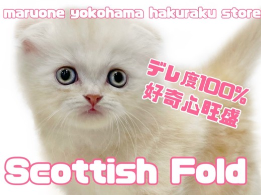 【 スコティッシュフォールド 】好奇心旺盛!デレ度100%のまん丸スコにゃん