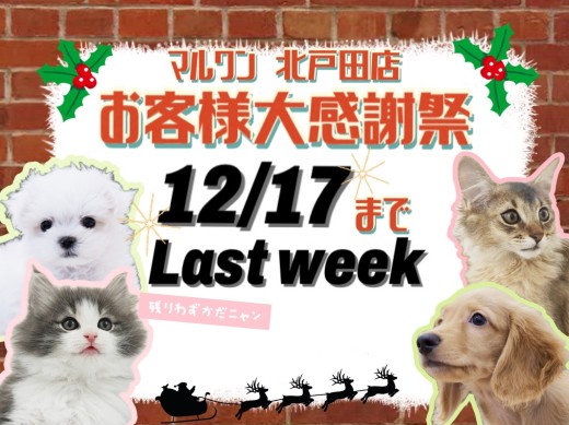 【 お知らせ 】お客様大感謝祭も残りわずか！運命感じる出会いが北戸田店に！