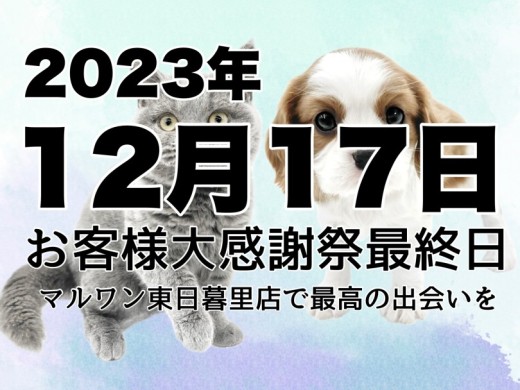 【 お知らせ 】迫る2023年12月17日。お客様大感謝祭終了間近に全頭紹介！
