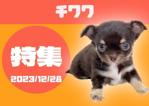 【 チワワ特集 】12/28現在在店中の全店舗のチワワちゃんをご紹介！
