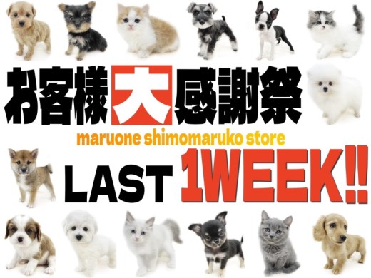 【 お知らせ 】お客様大感謝祭も残り…7日！在籍中わんにゃんを一挙ご紹介！