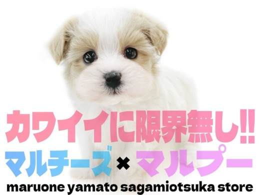 【 MIX 】マルチーズとマルプーのクォーター!限界無しの可愛いさは絶対に主役級