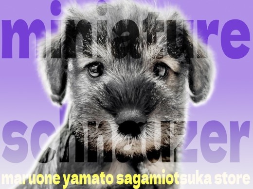 【 シュナウザー 】優しいルックスとハツラツとした性格は最高のパートナードッグ!
