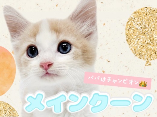 【 メインクーン 】幸運を呼ぶハチワレ!パパはチャンピオンキャットの美しき美貌