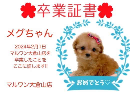 【卒業証書】メグちゃん卒業おめでとう！！スタッフママより愛を込めて！
