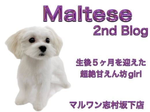 【 マルチーズ 】生後5ヶ月で1.9kg!甘えん坊な純白の女の子2ndレビュー!