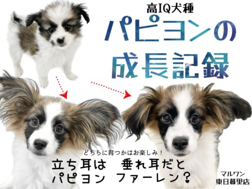 【 パピヨン2nd 】立ち耳と垂れ耳を繰り返しながら成長する大きなお耳の高IQ犬