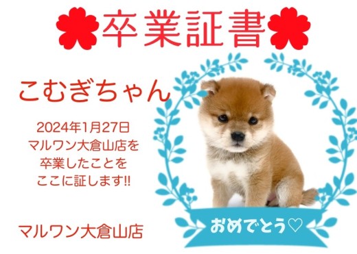 【 卒業証書 】こむぎちゃん卒業おめでとう！！スタッフママより愛を込めて！