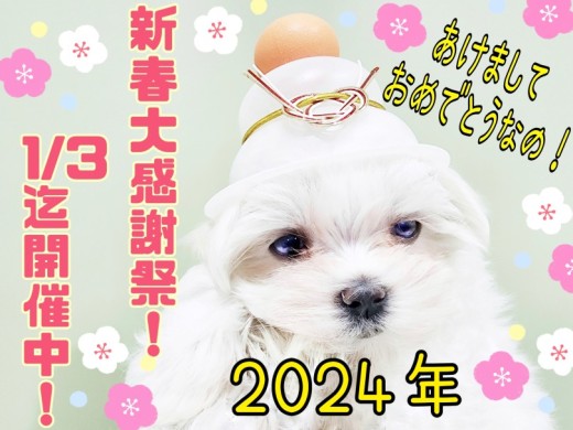 【 新春大感謝祭 】新年をカワイイあの子と迎えよう！1/1～3は新春大感謝祭！