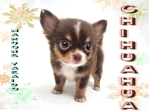 チワワ | ペットショップ マルワン 小さめ子犬 美形な子猫 チワワ | ペットショップ マルワン 小さめ子犬 美形な子猫