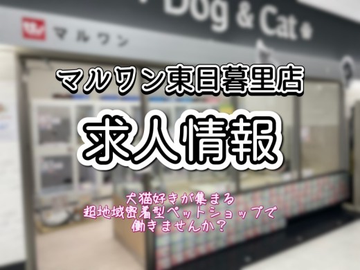 【 求人 】マルワン東日暮里店スタッフ募集！2024年3月卒も大歓迎！