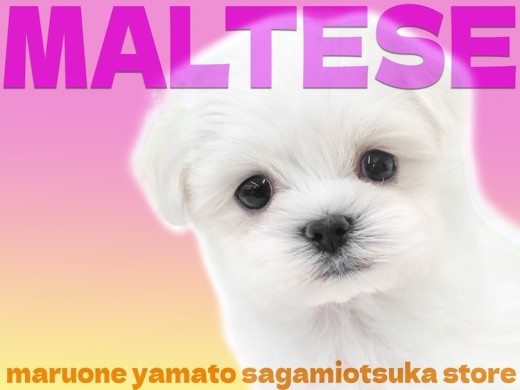 【 マルチーズ 】魅力は無限!愛らしさと従順さを兼ね備えた小さな愛玩犬