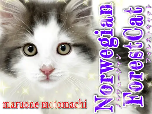 【 ノルウェージャンフォレストキャット 】超絶イケメンプリンス爆誕!