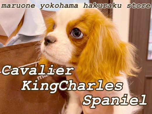 【 キャバリア 】犬界の騎士の名にふさわしい男の子!現在の様子を大公開!