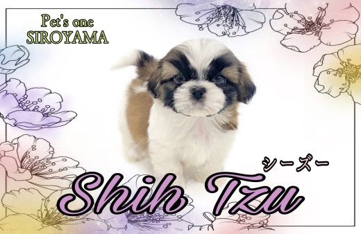 【 シーズー 】 ほんわかマイペースな癒し系のシーちゃん登場!
