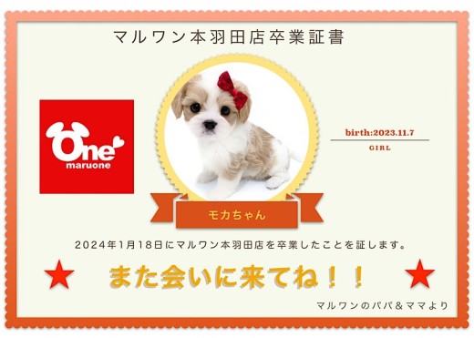 【卒業記念】マルキャバちゃん卒業おめでとう！スタッフママよりお祝いの言葉〜卒業ブログ〜