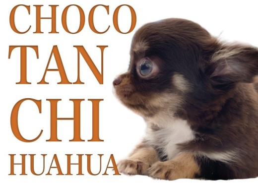 【 小さいチワワ 】ナイスキャラクター!元気いっぱいのチョコタン娘!