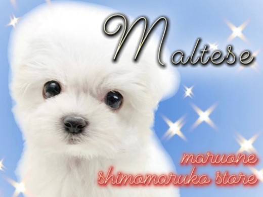 【 マルチーズ 】ベビーフェイス&ドワーフ体型、可愛いがたくさん詰まった子犬現る