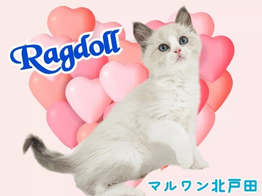 【 ラグドール 】超がつくほどのデレデレさん!青い瞳が美しい甘えん坊にゃんこ