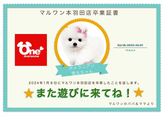 【 卒業記念 】ポメラニアンちゃん卒業おめでとう！今までの感謝を込めて〜卒業ブログ〜