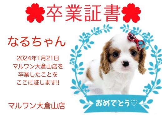 【 卒業証書 】なるちゃん卒業おめでとう!!スタッフママより愛を込めて!
