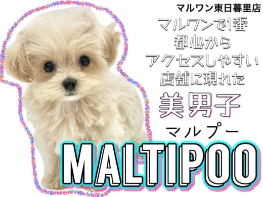 【 MIX・マルプー 】都心からアクセス抜群の店舗に現れたルックス抜群の男の子