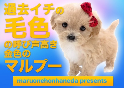 【 マルプー 】過去イチの毛色！の呼び声高き金色の女の子のご紹介！
