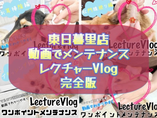 【 メンテナンスVlog各リンクまとめ 】動画でメンテナンスレクチャー完全版