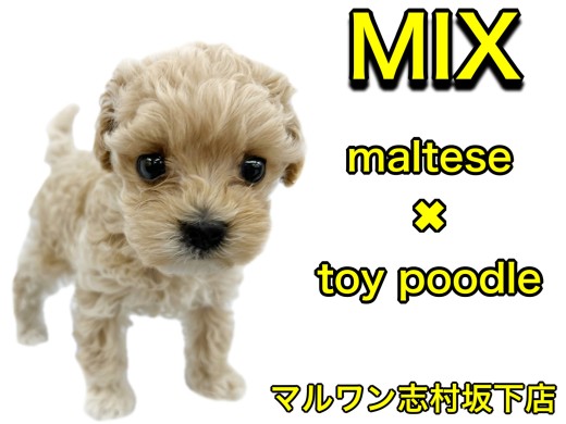 【 マルチーズ×トイプードル 】ミニマムサイズのプリンセスマルプーちゃん登場!